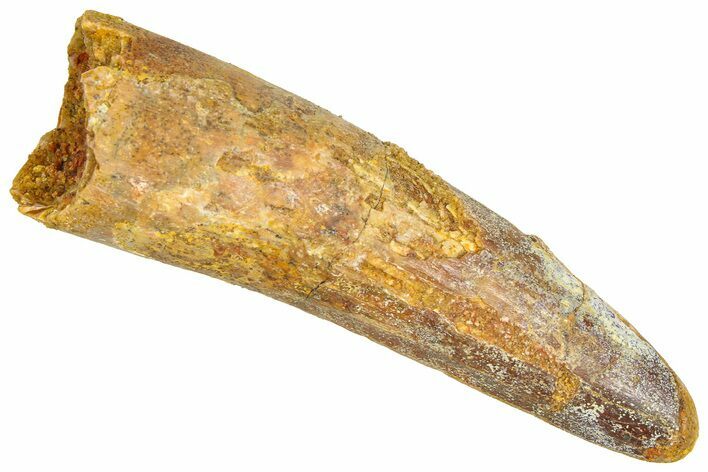 Fossil Spinosaurus Tooth - Real Dinosaur Tooth #366491